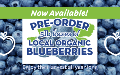 Blueberry Preorders 2024