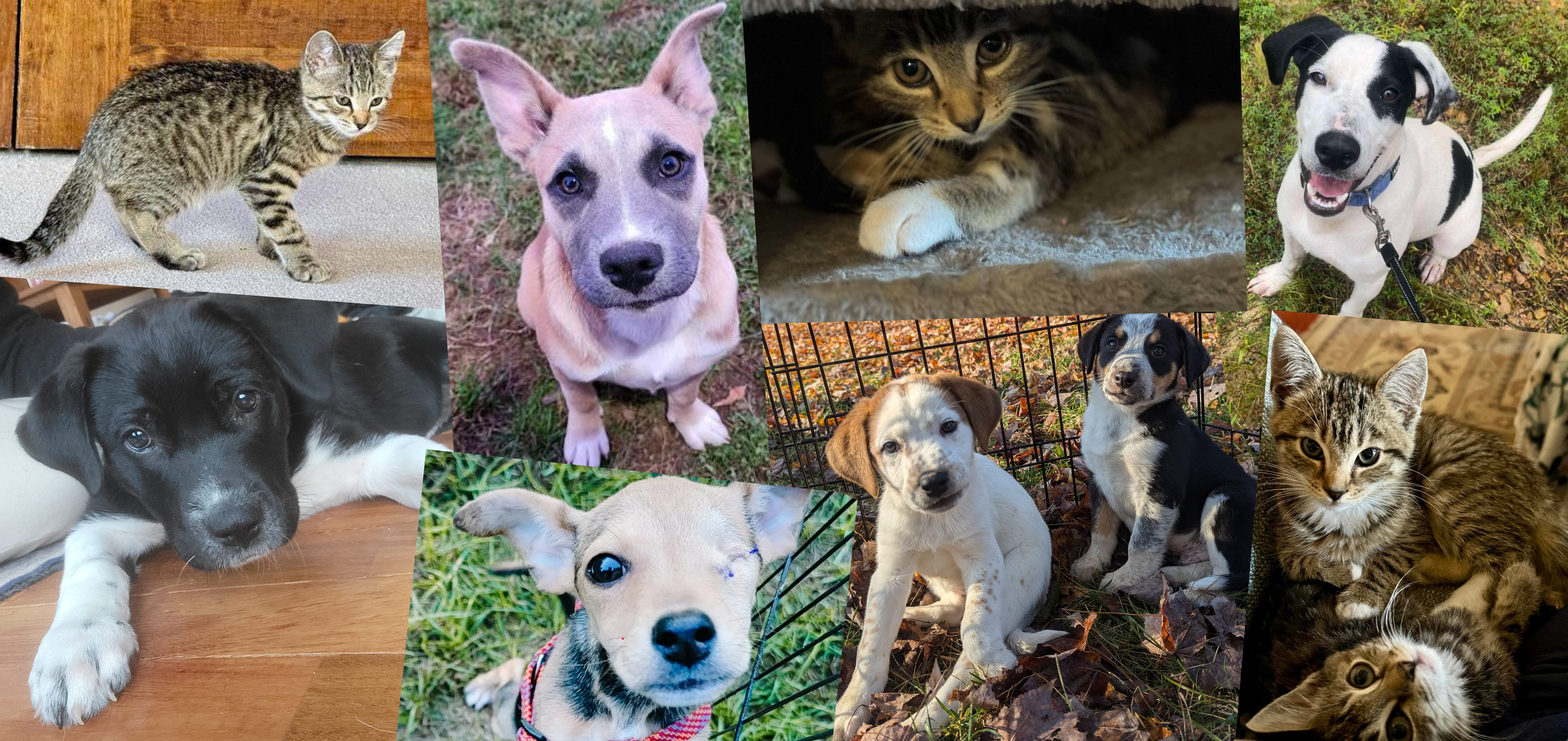 Maine Coast Animal Rescue| Common Cents November 2024
