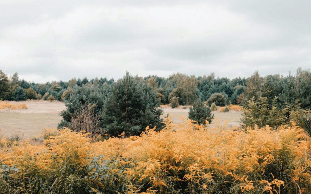 Local Businesses are like Native Plants